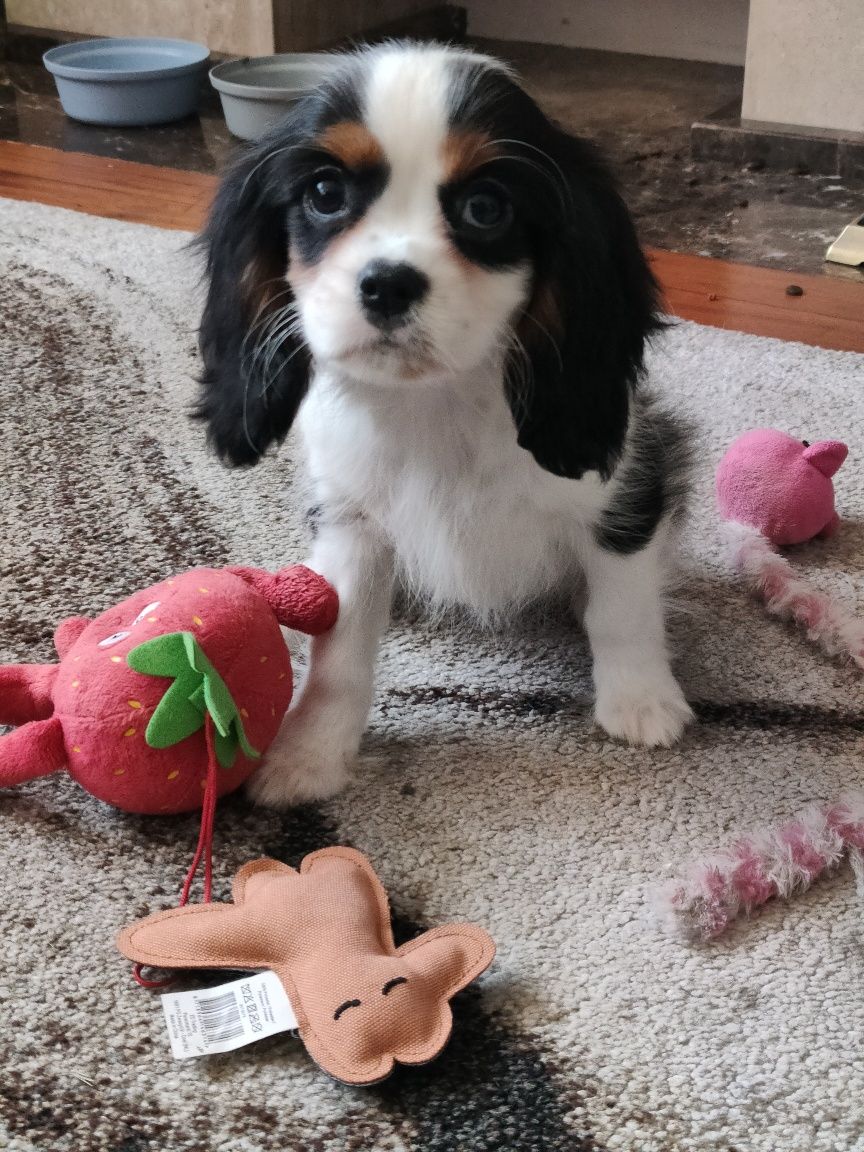 Cavalier King Charles spaniel