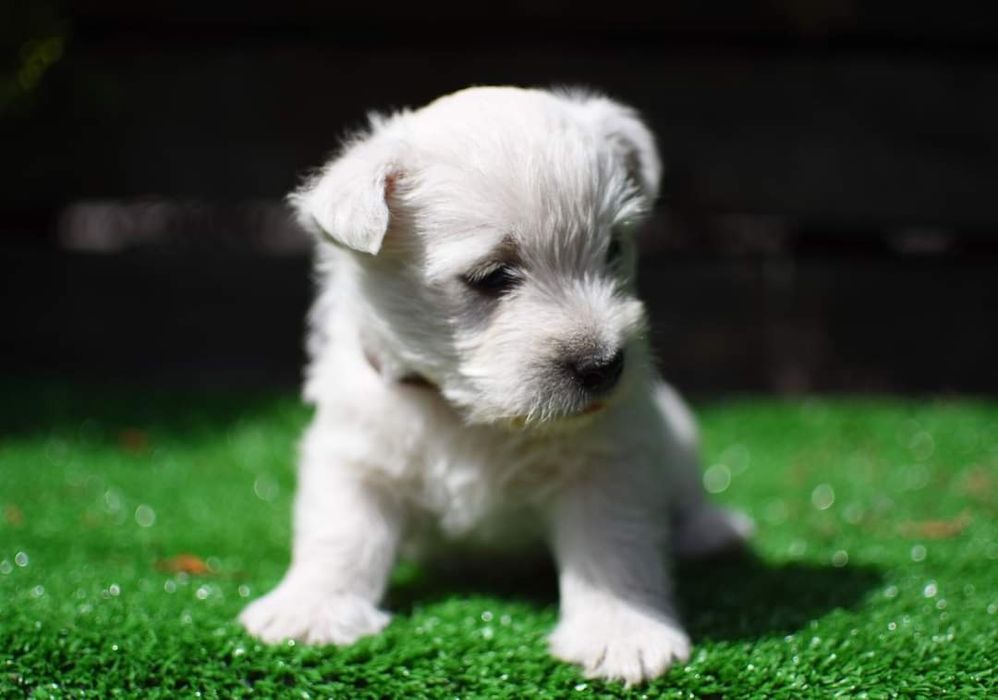 West highland white terrier szczenięta FCI