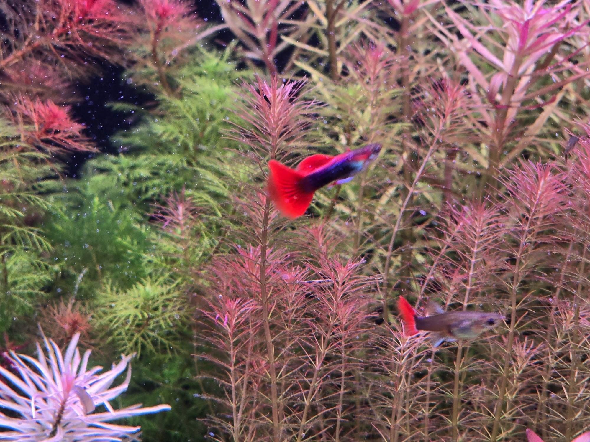 Gupiki platinum red tail