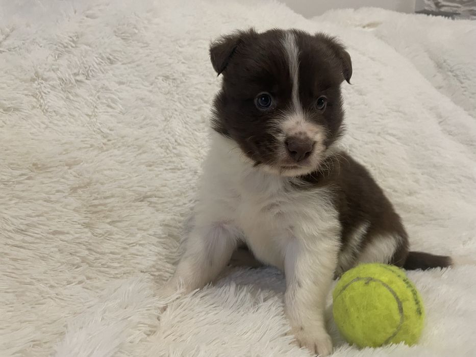 Border collie suczka