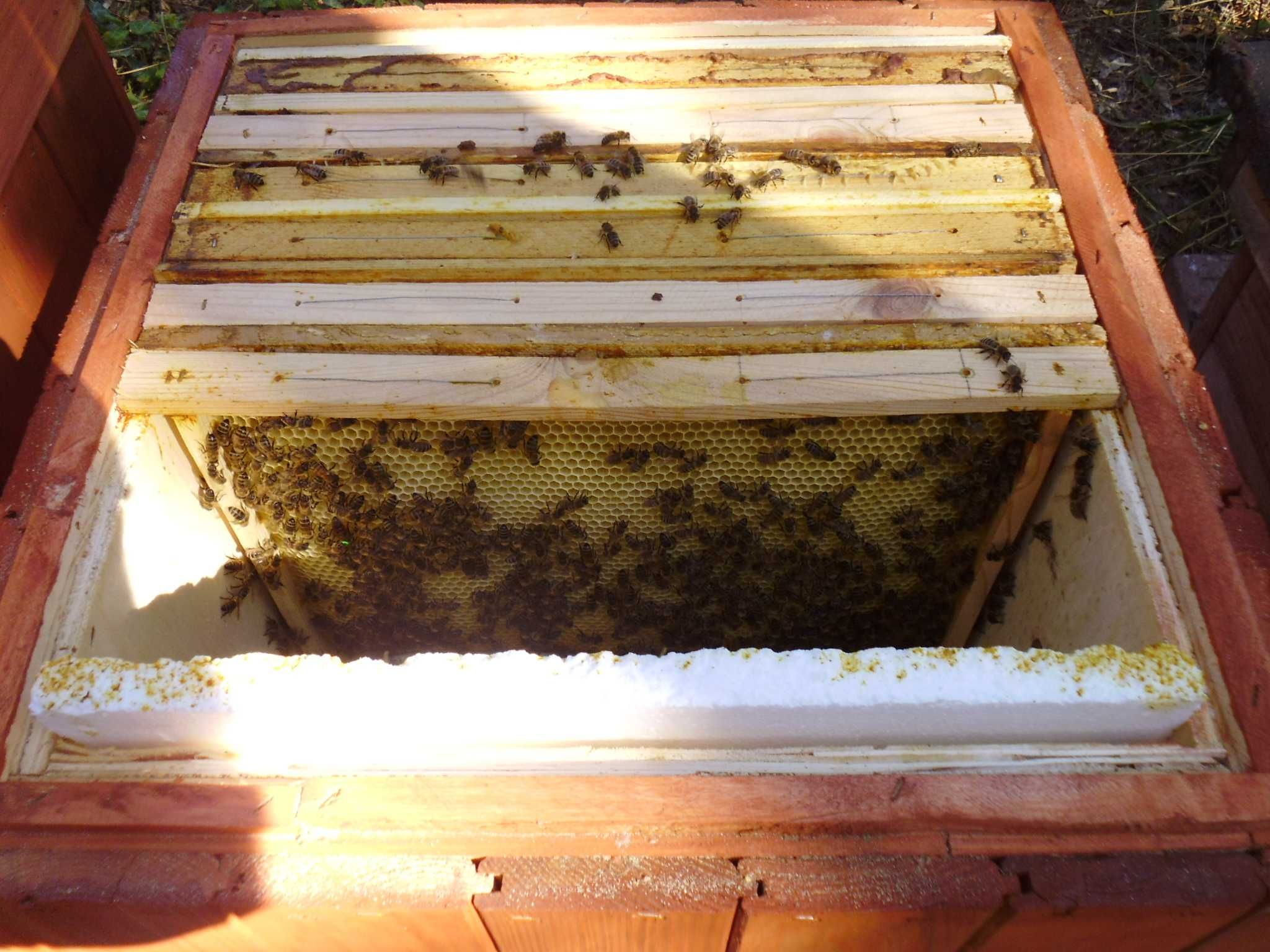 l ule wielkopolski miód pasieka rodziny odklady pszczoły