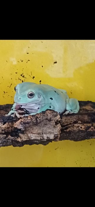 Rzekotka australijska niebieska