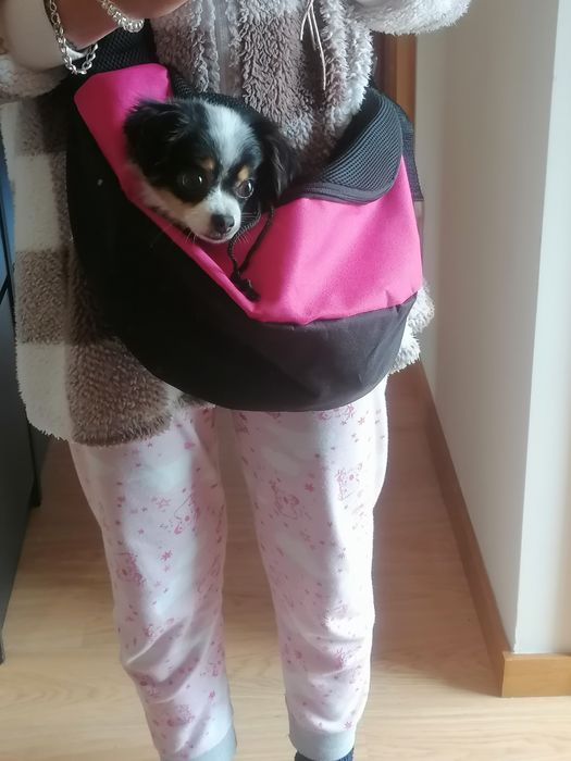 Mochila transporte cães