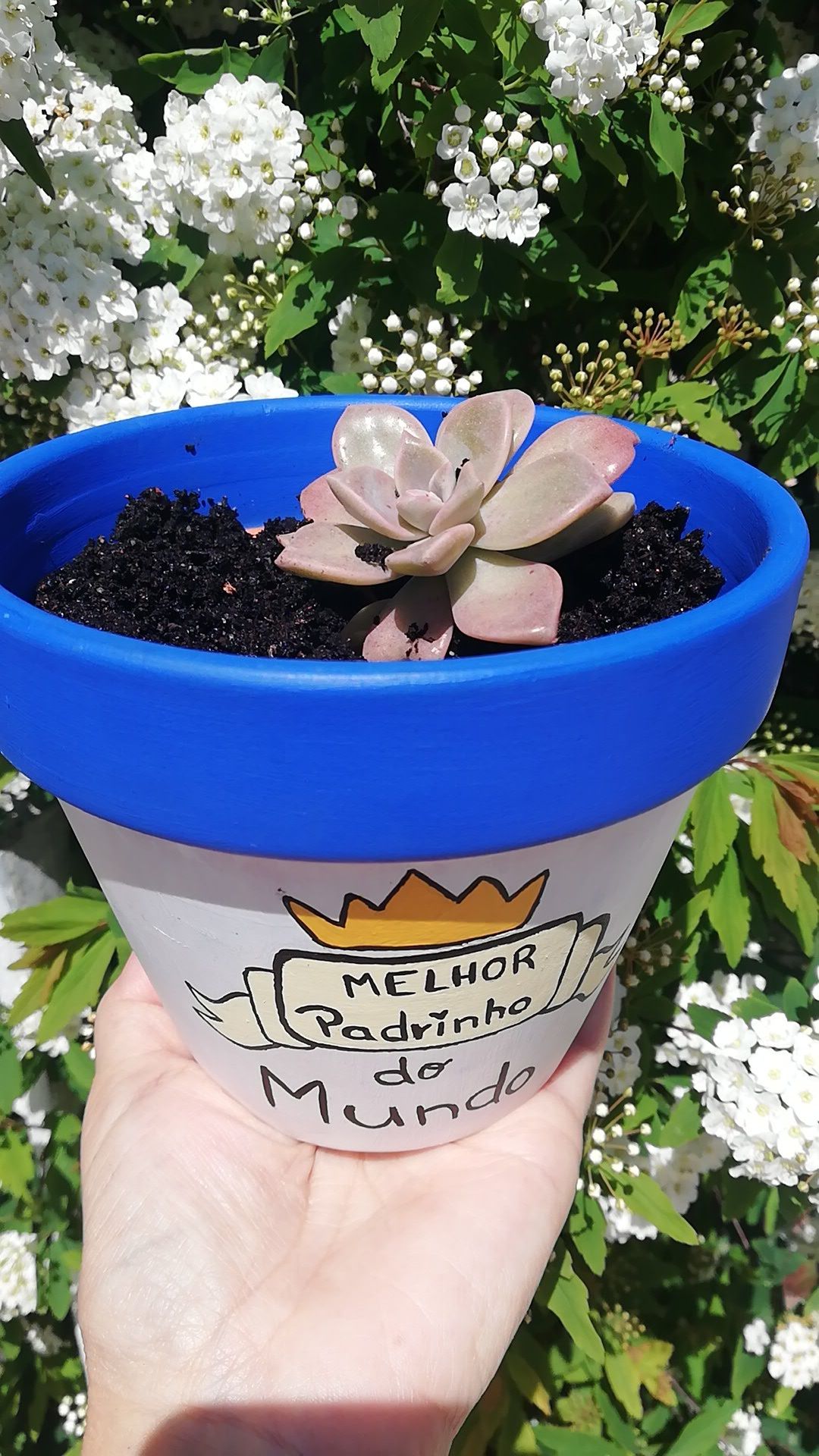 Plantas em vasos personalizados