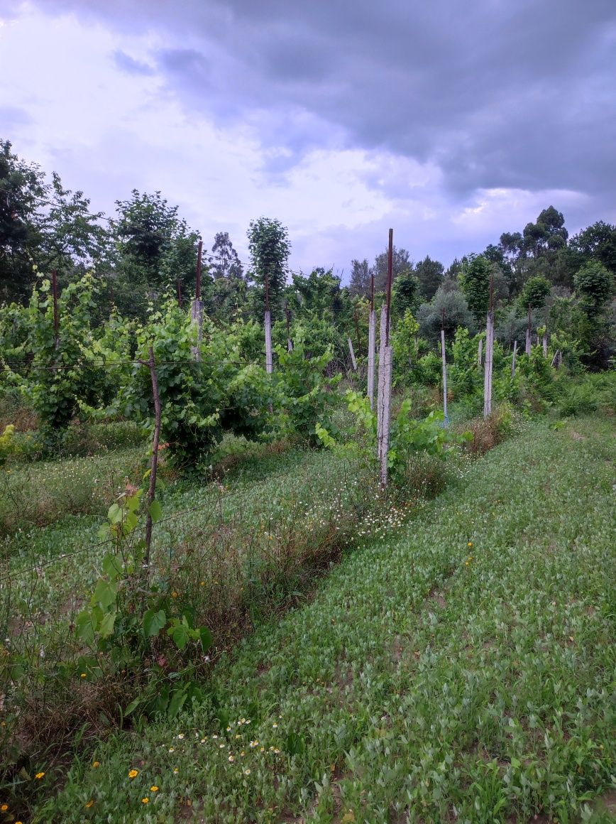 Terreno com vinha e uma casa antiga