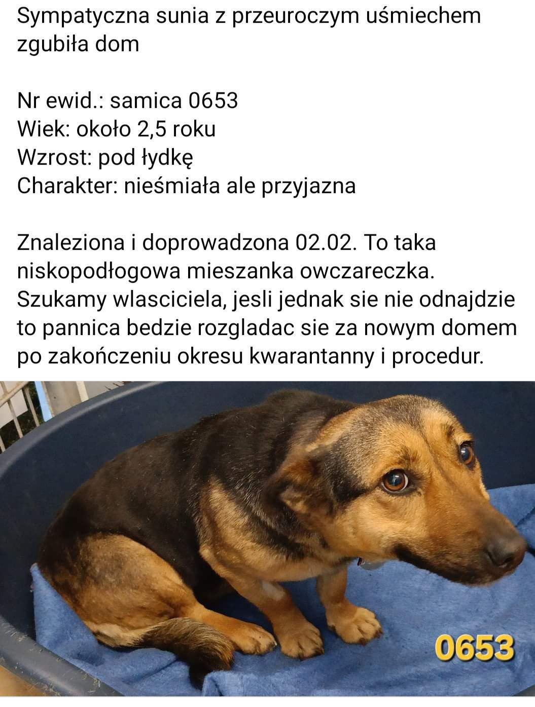 Daj im nowe życie na wiosnę! Szukamy domów tymczasowych