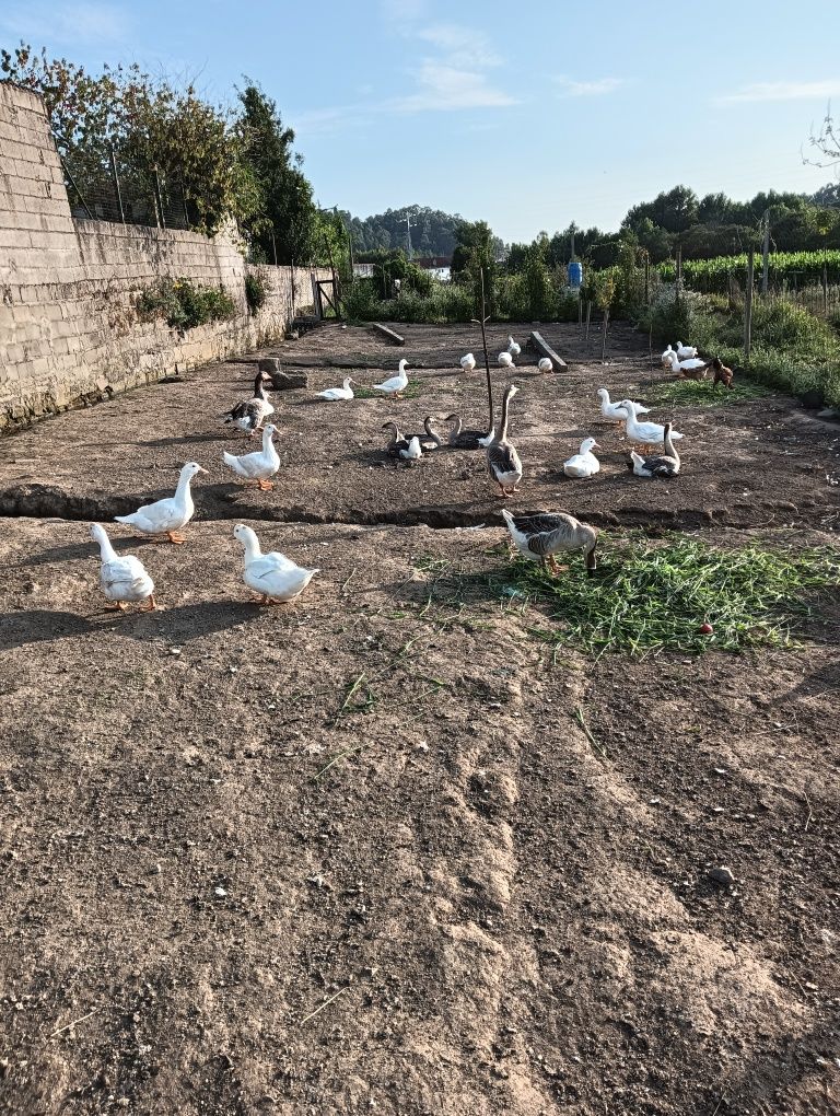 Vendo patos brancos, vivos.