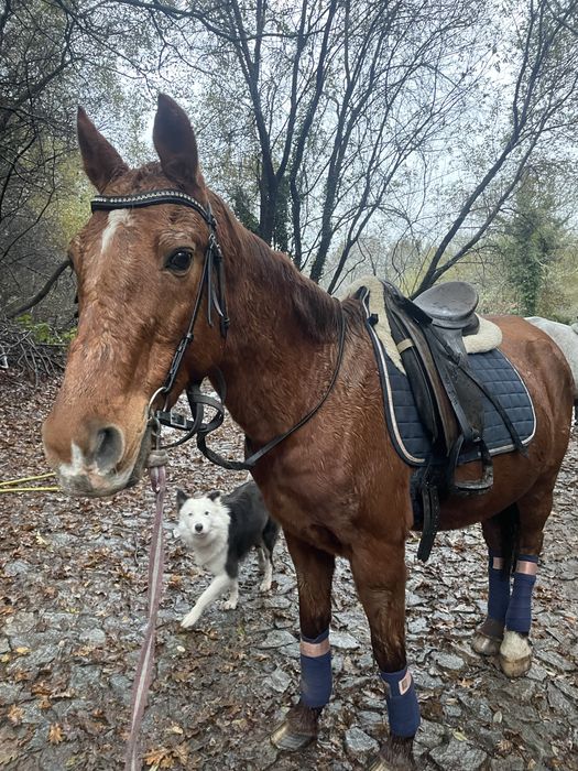 Cavalo de escola e passeios