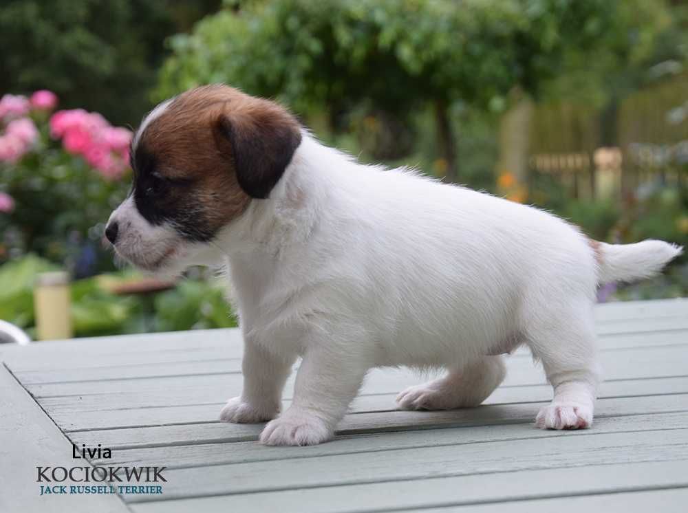 Jack Russell Terrier - suczka z rodowodem ZKwP