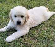 Szczeniak goldenretriver