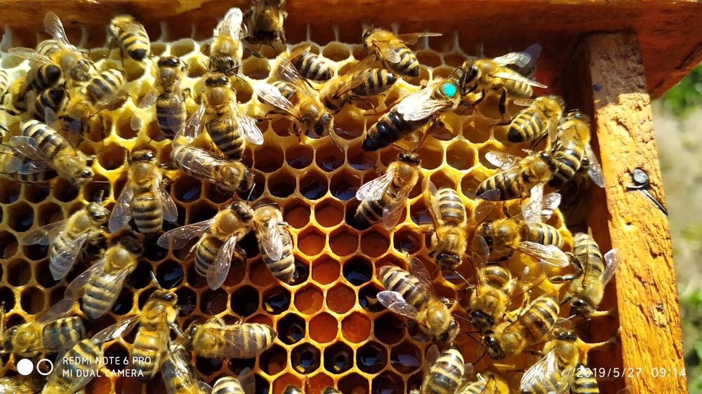 ПРИЙМАЄМО замовлення на бджоломатки карпатка та карнiка 2024 рiк.