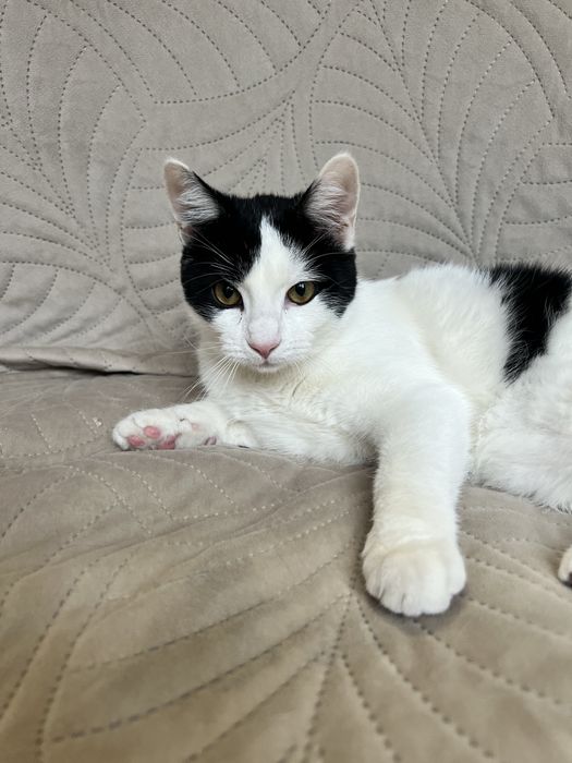 Cudowny Alvinek szuka domku