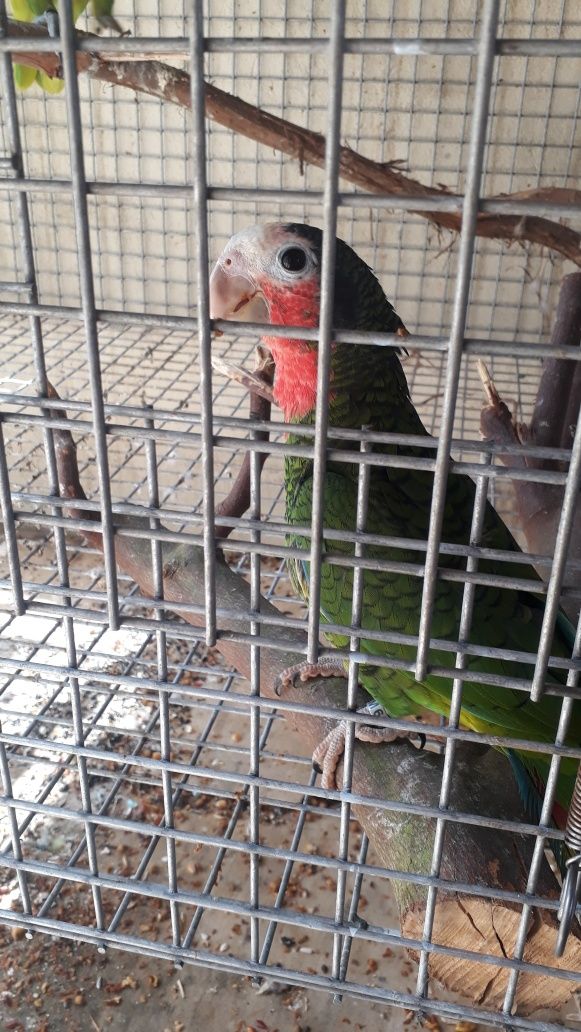 Vendo Papagaios Amazonas
