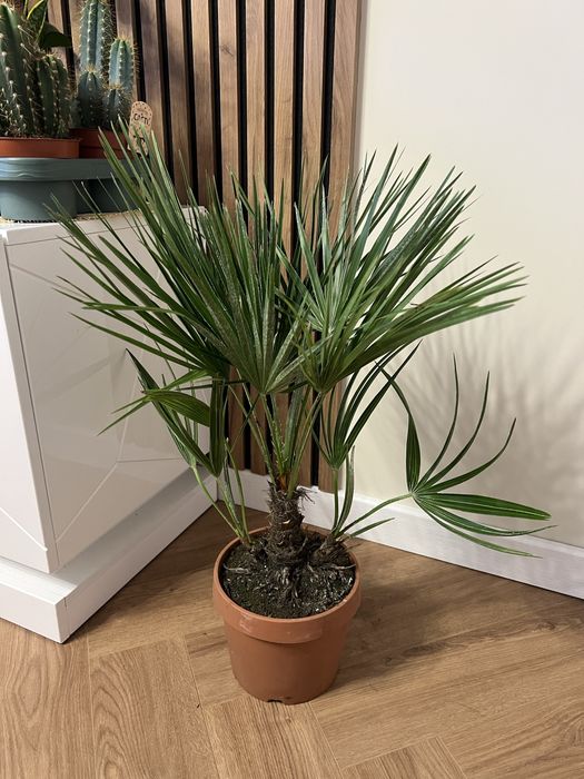 Пальма Humilis Хуміліс