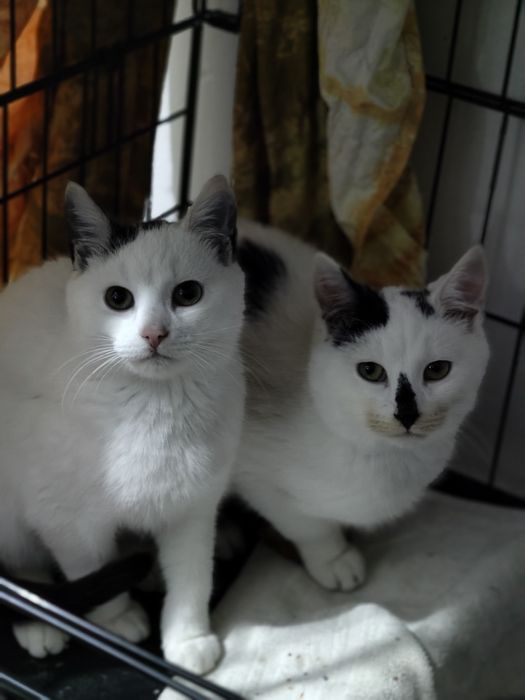 Fred i Welma szukają swoich ludzi