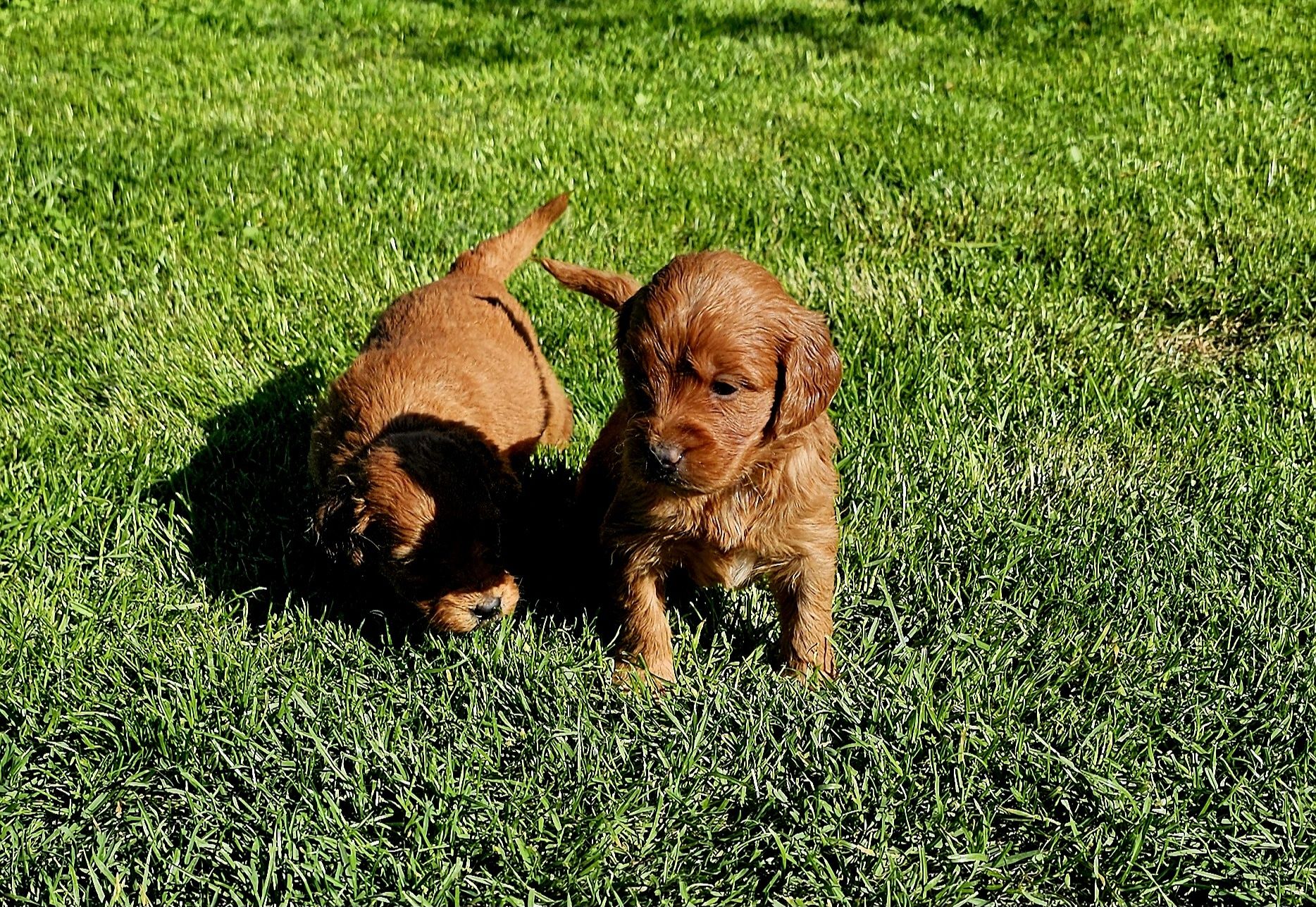 Goldendoodle f1 suczka standard i mini