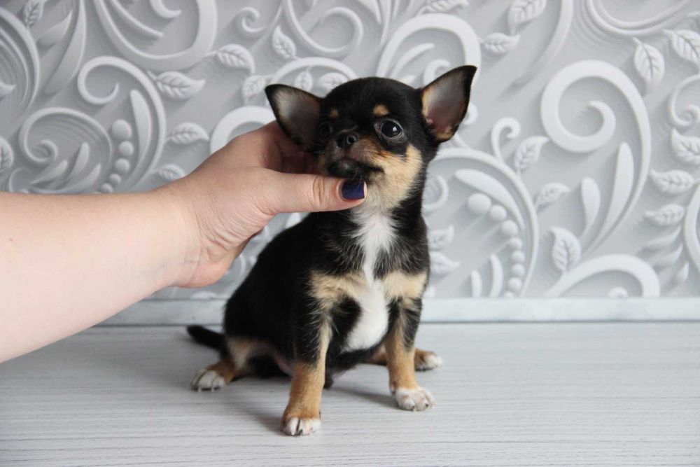 Чихуа и померанский шпиц