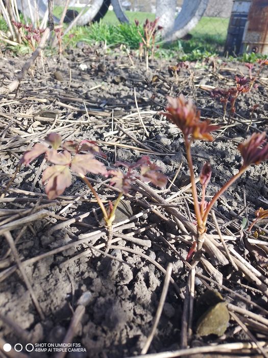 Пропродам дерево видний піон від 50 грн