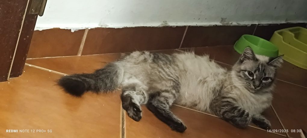 Gatinhos para adoção