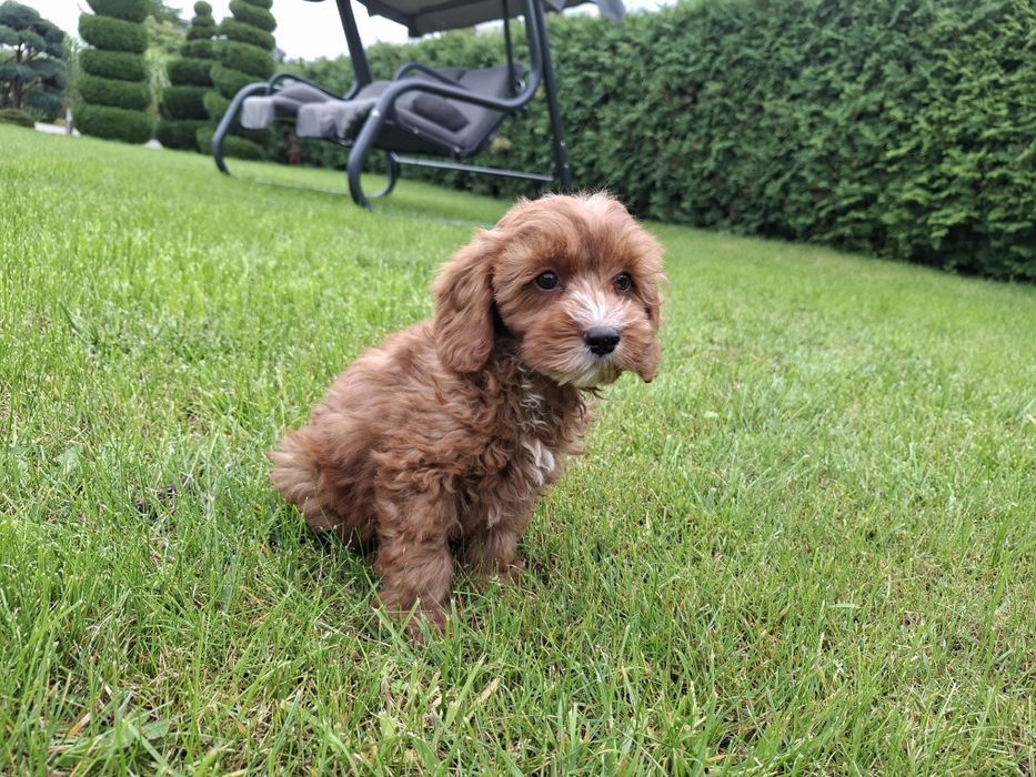 cavapoo szczeniak