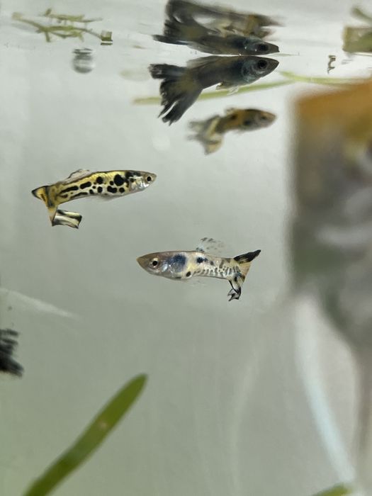 5 guppys macho