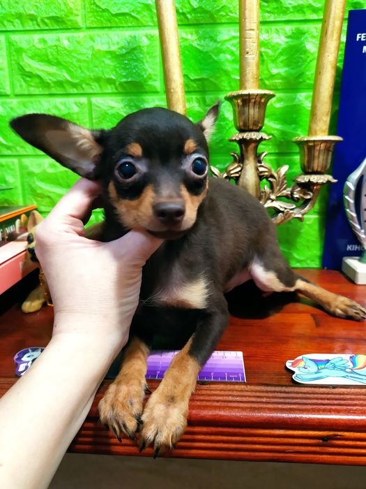 Сегодня или завтра-решать Вам! Малыш мини готов к переезду!ДокКСУ,чип