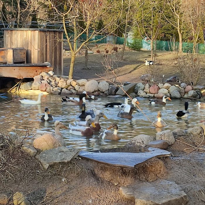 Hodowla kaczek  BIEGUS INDYJSKI Czystej Rasy