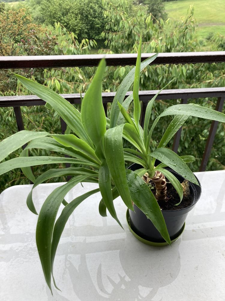 Juka, dracena, rośliny zielone, rośliny doniczkowe