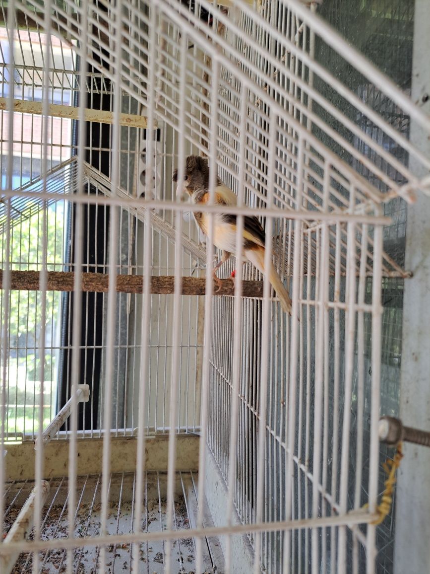 Aves canários  e diamantes