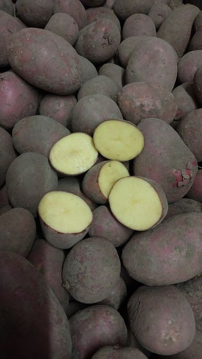 Ziemniak jadalny ,,Laura,,