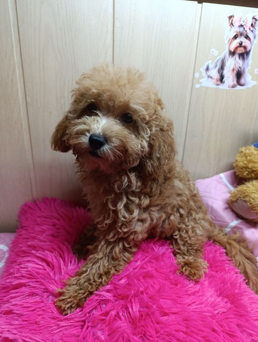 Той Пуделі дівчатка 3,5 місяці