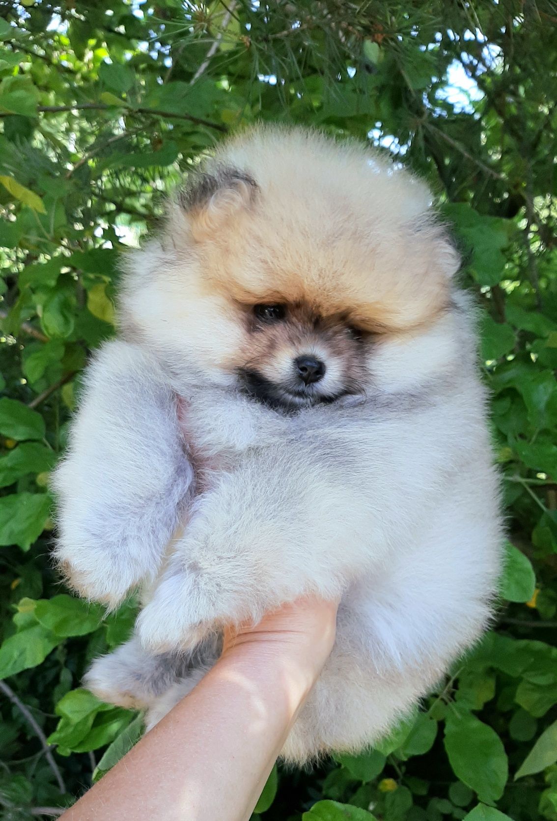 Sunia szpic miniaturowy pomeranian