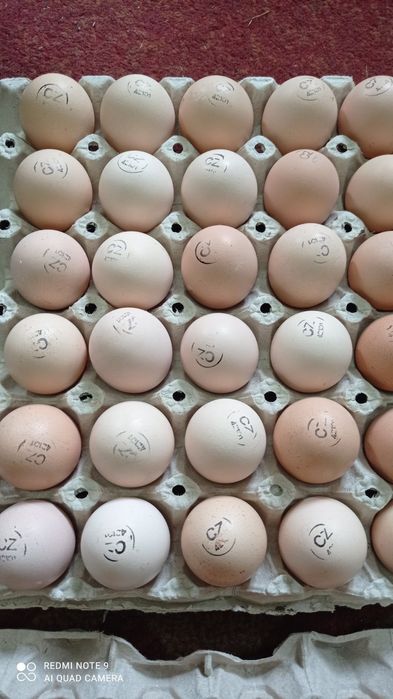Інкубаційне яйце бройлер Україна