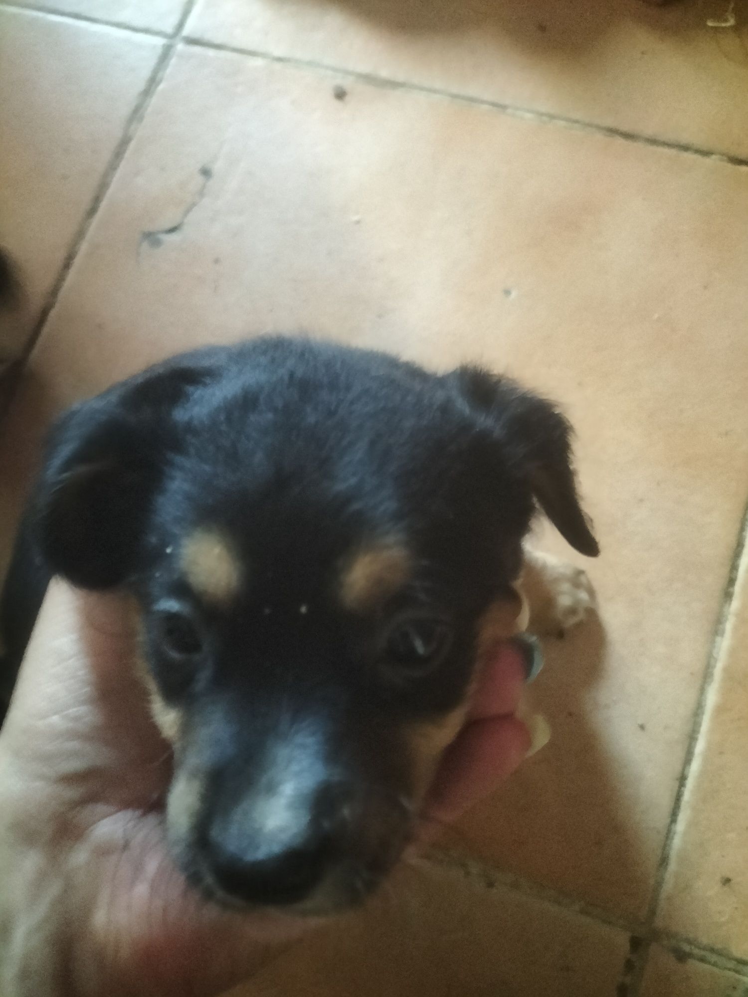 Cães bebés para adoção