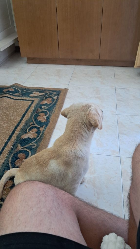 Labrador femea fantastica