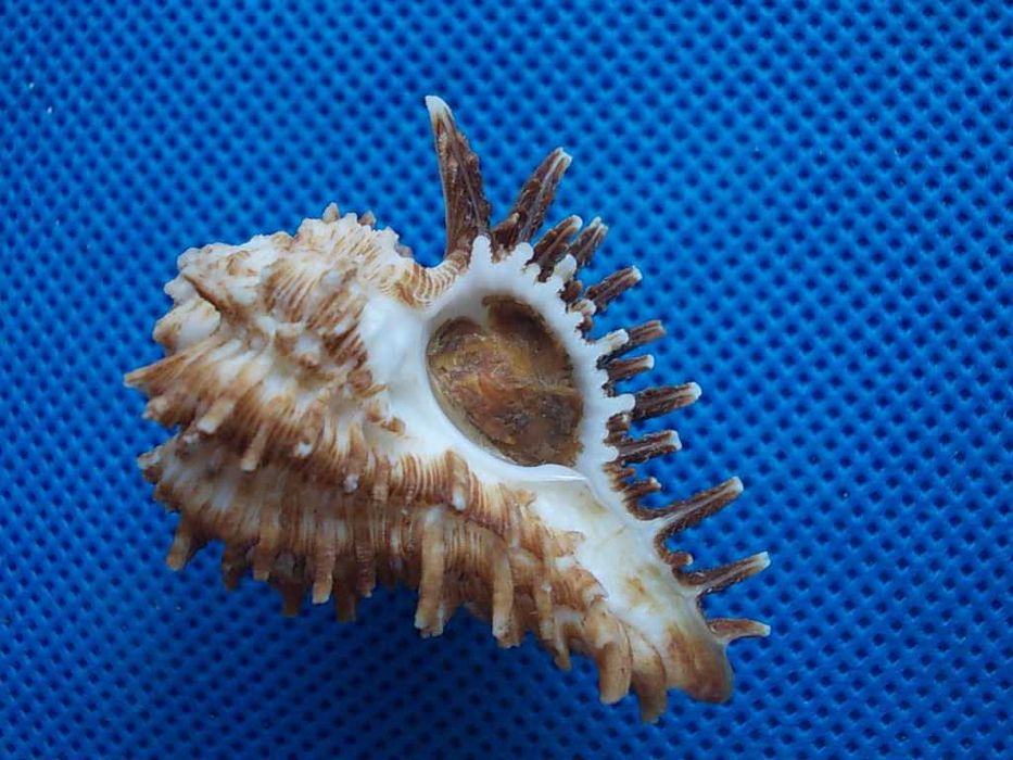 Muszle morskie- Homalocantha oxyacantha