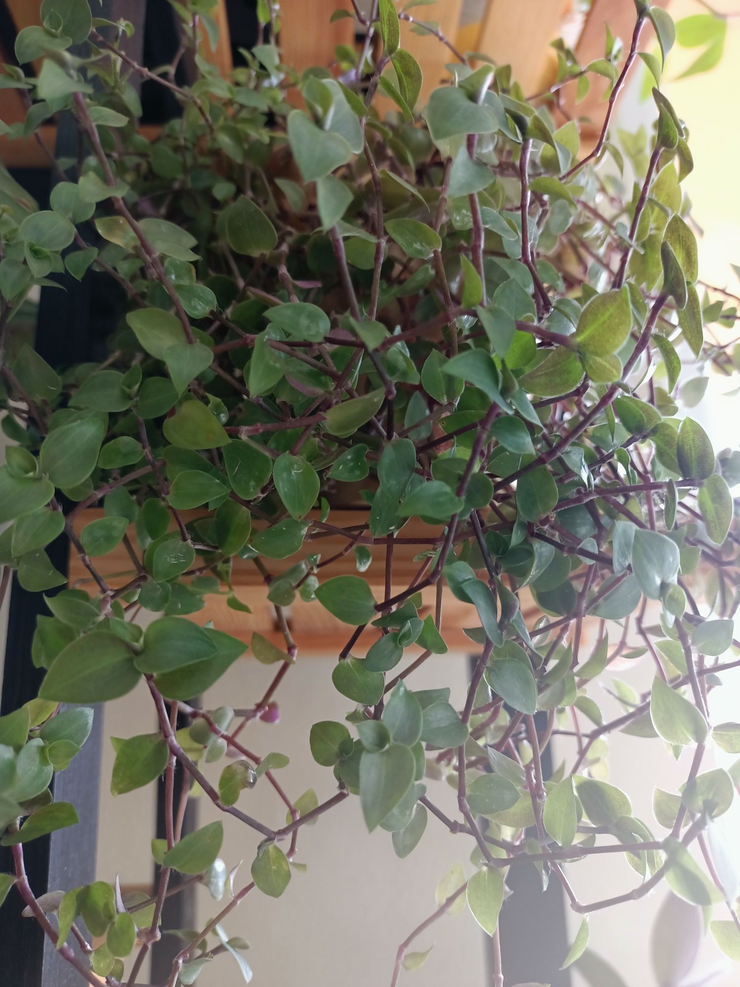 Trzykrotki rośliny do terrarium do domu  na balkon i taras