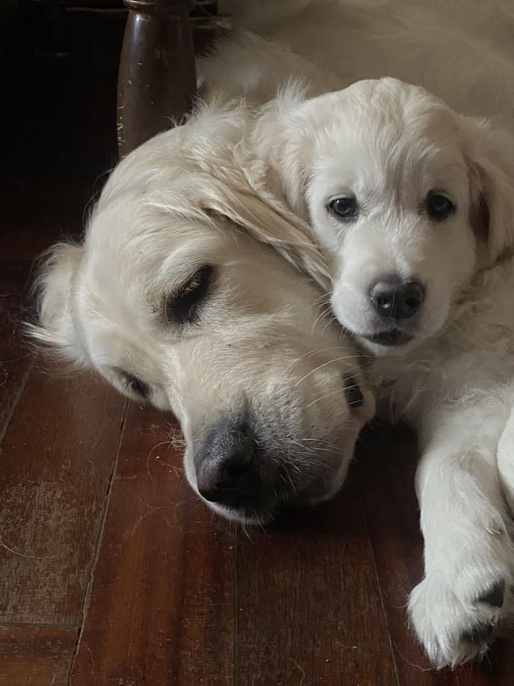 Cachorrinho Golden Retriever de Excelentes Linhagens