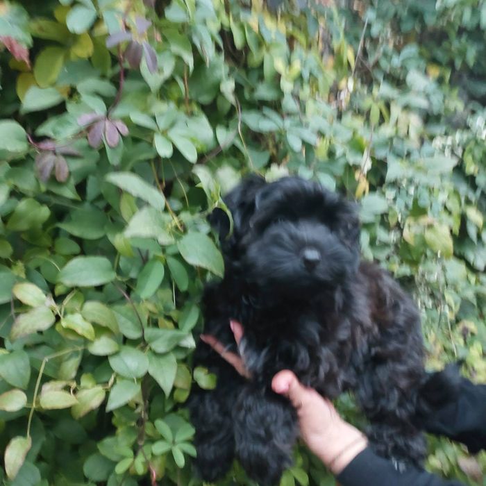 Мальтіпу хлопчик