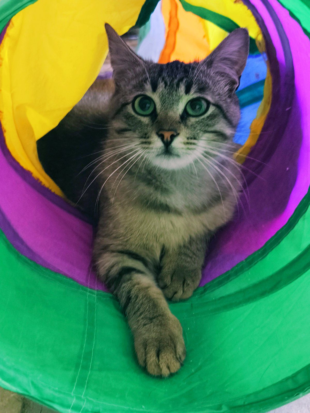 Шелдон, котенок в хорошие руки