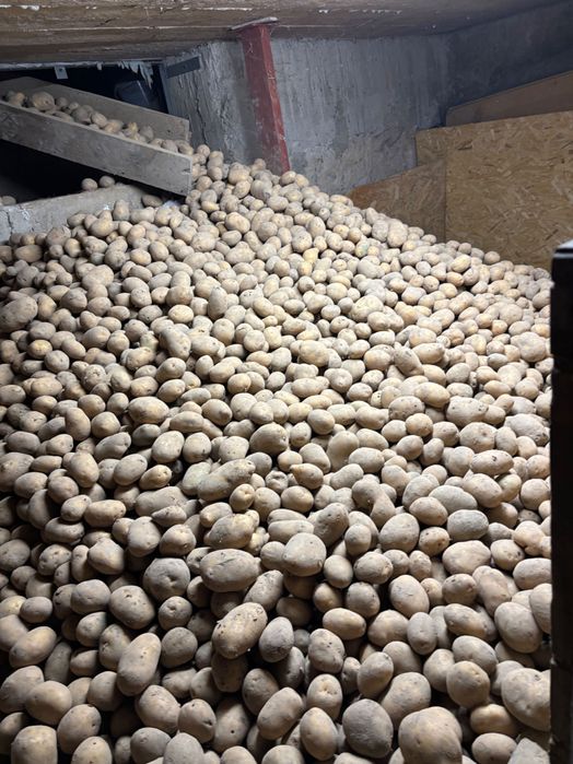 Sprzedam ziemniaka jadalnego soray