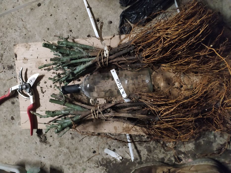 Sadzonki 2 winorośli wino i soki parafinam mikoryza wysylka