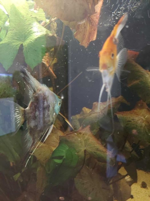 Skalar koi i blusing