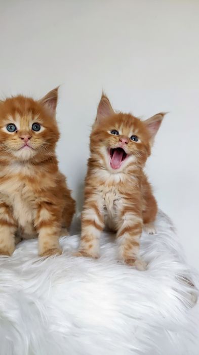Maine Coon kocurek