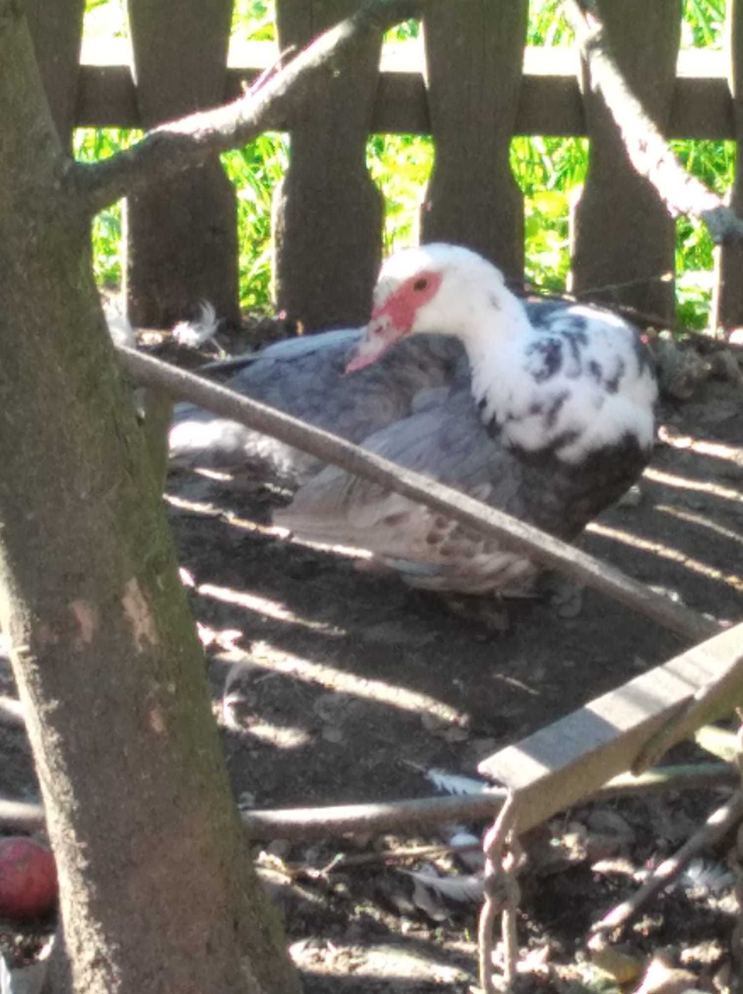 Sprzedam parkę kaczek