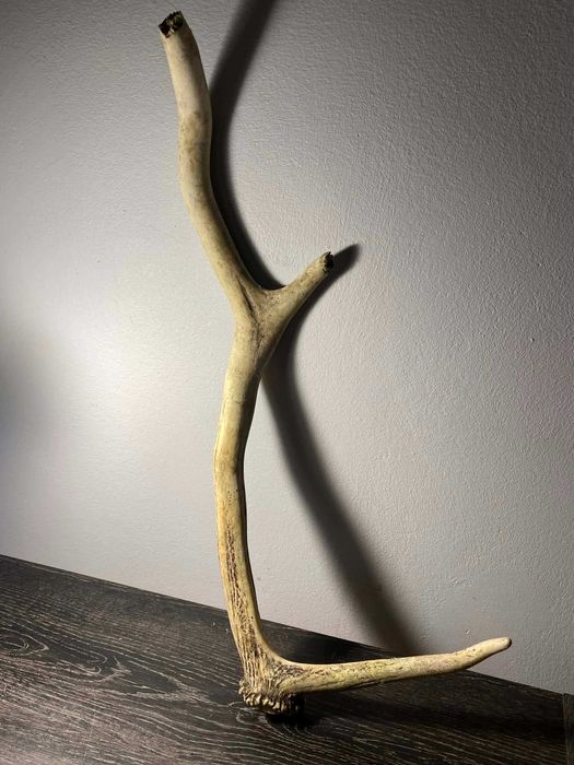 Poroże jelenia szlachetnego 49cm 0.3kg