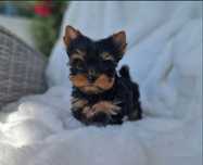 Yorkshire terrier menina