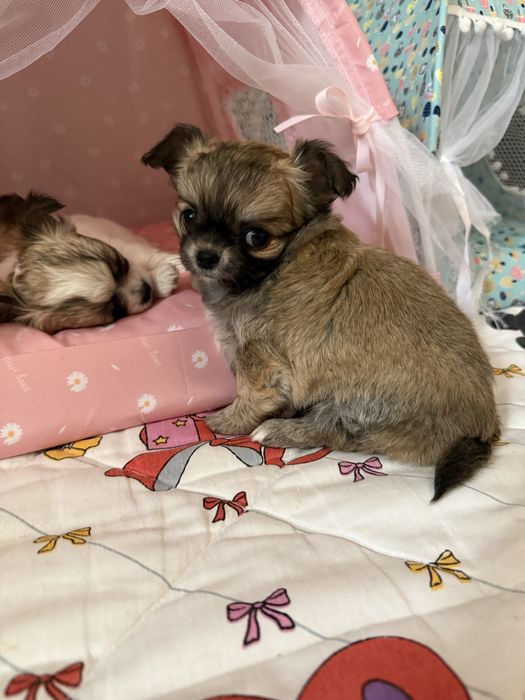 Dziewczynka  chihuahua FCI