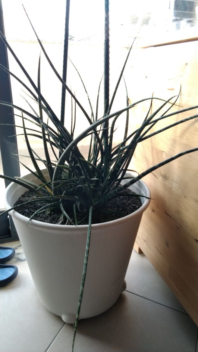 Vaso com planta lança de São Jorge