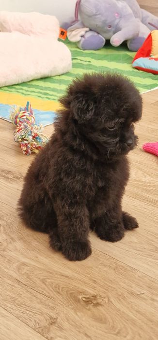 Pomapoo , piesek